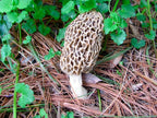 Large Kit Morel Mushroom Spores in Sawdust Seed Spore kit 25 Gallon kit