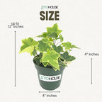 Live Air Purifying English Ivy Variegated Plant (Hedera Helix) – 4” Pot | Easy-Care Indoor Trailing Vine for Home, Office & Apartment Décor | Fast-Growing Houseplant by JitoHouse
