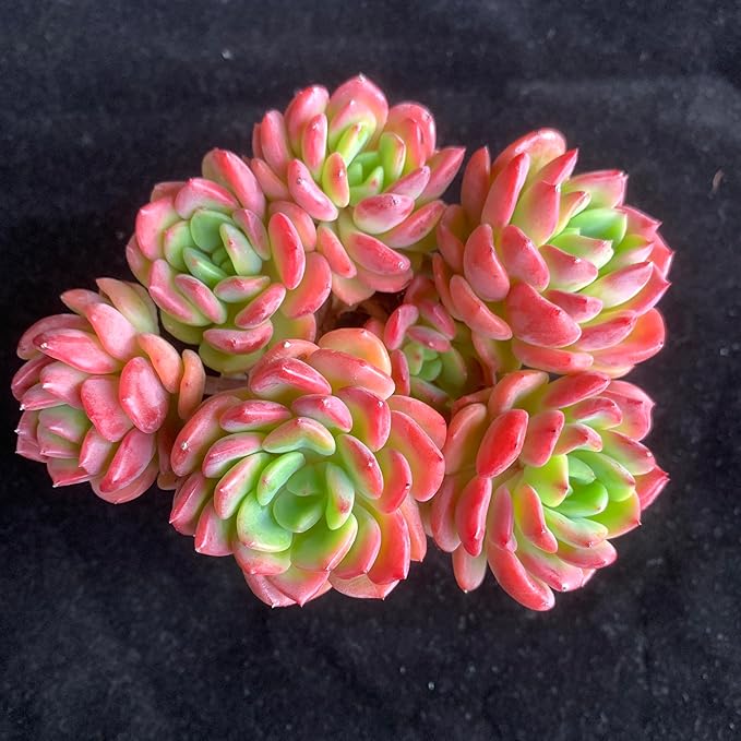 Succulent House Plants Live – Echeveria Fanta with Succulent Care Accessories, Small Live Plant for Indoor & Outdoor Placement
