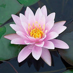 Chalily Water Lily Aquatic Plants Live Lilies Real Small or Big Pond Plant Lilly Ponds Cold Hardy Pads Grow waterlillies Flowering rhizomes Outdoor lilys Waterlily Lillies pre Grown lillys pad Pink