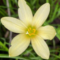 Chalily Melted Butter Rain Lily, a Great Live Pond Plant for Your Water Garden. Filters koi and Goldfish Ponds. Good for Bogs, Plant Shelf or Shallow Water This marginal Aquatic is a Real Beauty
