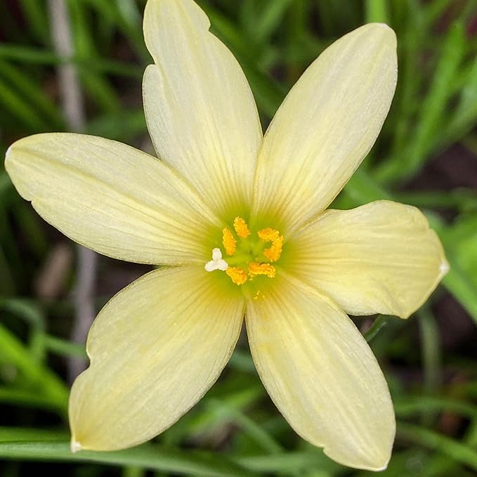 Chalily Melted Butter Rain Lily, a Great Live Pond Plant for Your Water Garden. Filters koi and Goldfish Ponds. Good for Bogs, Plant Shelf or Shallow Water This marginal Aquatic is a Real Beauty