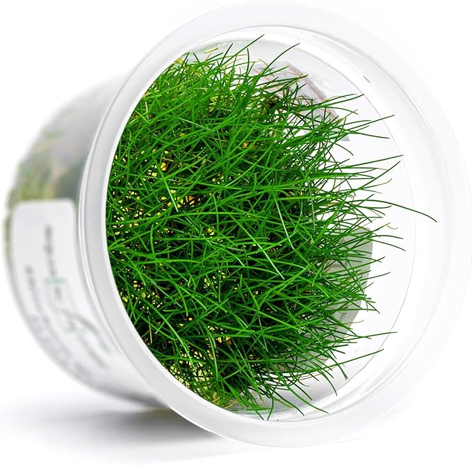 SubstrateSource Live Plant - Dwarf Hairgrass Eleocharis Belem Tissue Culture Aquatic Live Aquarium Plant - 100% Snail Free in Vitro Cup (Dwarf Hairgrass)