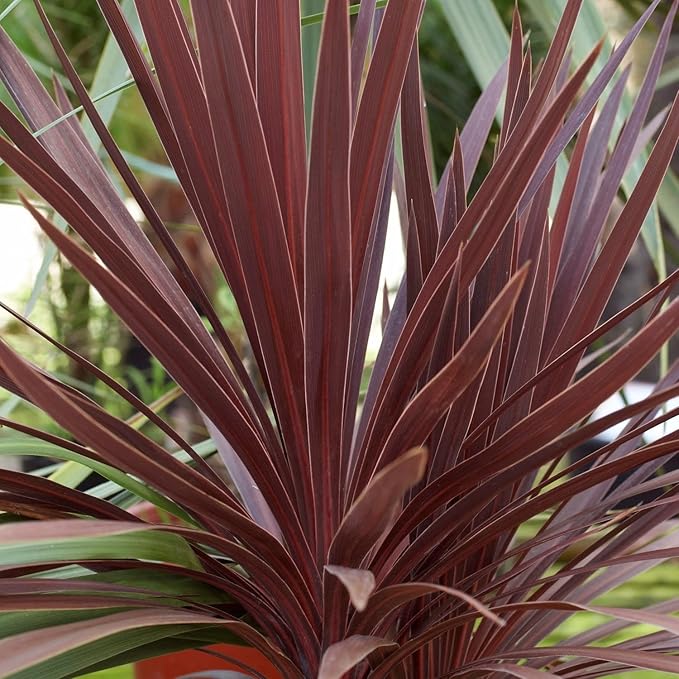 RedCrocus Red Grass Tree Cordyline Australis 'Red Star' | Vibrant Foliage, Evergreen Shrub | Drought Tolerant, Pet Safe, Container & Garden Accent 1 Quart (Pack of 5)