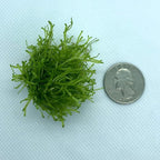 Riccia Fluitans Crystalwort Live Aquatic Plant for Aquarium