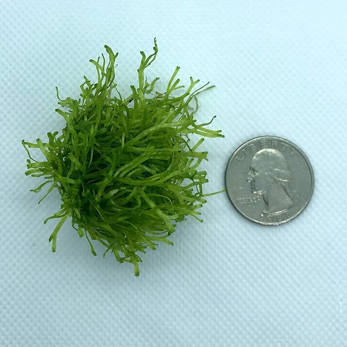 Riccia Fluitans Crystalwort Live Aquatic Plant for Aquarium