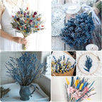 Dried Preserved Lavender Flowers Bundle, 100% Natural Dried Lavender Bouquet 180-200 Stems 15-17" for Crafts, Shower, Weeding and Home Decor, Aromatherapy, Fragrance, Fresh, Dry (Blue-2.82oz)
