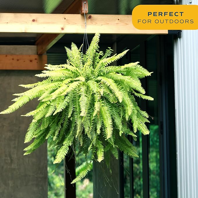 Costa Farms Boston Fern Live Plant in Plastic Pot, Large Air Purifying Indoor & Outdoor Houseplant, Perfect for Home, Room, or Office Decor, Great House Warming or Birthday Gift, 3-4 Feet Tall