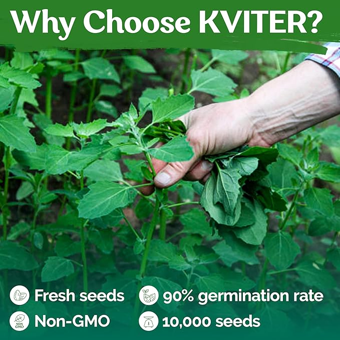 KVITER 10000 Lambs Quarter Seeds (Chenopodium Album) - White Goosefoot Seeds, – Heirloom & Edible Weeds – Ideal Non-GMO Herb Seeds for Organic Spinach Substitute in Home Gardens