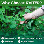 KVITER 10000 Lambs Quarter Seeds (Chenopodium Album) - White Goosefoot Seeds, – Heirloom & Edible Weeds – Ideal Non-GMO Herb Seeds for Organic Spinach Substitute in Home Gardens