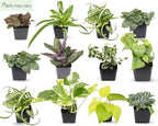 Easy to Grow Houseplants (48 Pack) Live House Plants in Plant Containers, Growers & Altman Plants, Live Succulents Plants (50 Pack), Nursery Pots Variety Pack, Bulk Succulents Plants Live Plants
