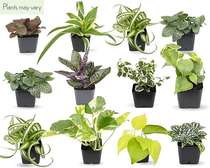 Easy to Grow Houseplants (48 Pack) Live House Plants in Plant Containers, Growers & Altman Plants, Live Succulents Plants (50 Pack), Nursery Pots Variety Pack, Bulk Succulents Plants Live Plants
