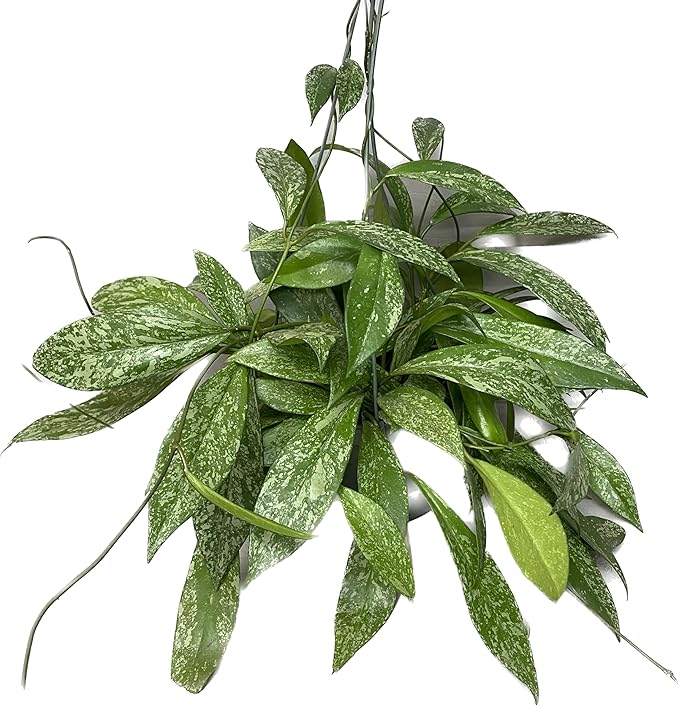 Hoya Publicalyx Splash Red Button - Hoya Plant - Air Purifying Plant - Pet Friendly Plant - Hoya Plants Live Houseplants - Wax Plant (1-2 Plants, 4" Pot)