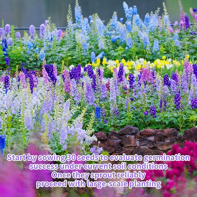 Delphinium Seeds for Planting - 16000+ Mixed Color Rocket Larkspur Seeds Plant Outside, Non-GMO, Perennial Garden Wildflower, Consolida ajacis(2 Pack)