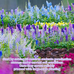 Delphinium Seeds for Planting - 16000+ Mixed Color Rocket Larkspur Seeds Plant Outside, Non-GMO, Perennial Garden Wildflower, Consolida ajacis(2 Pack)