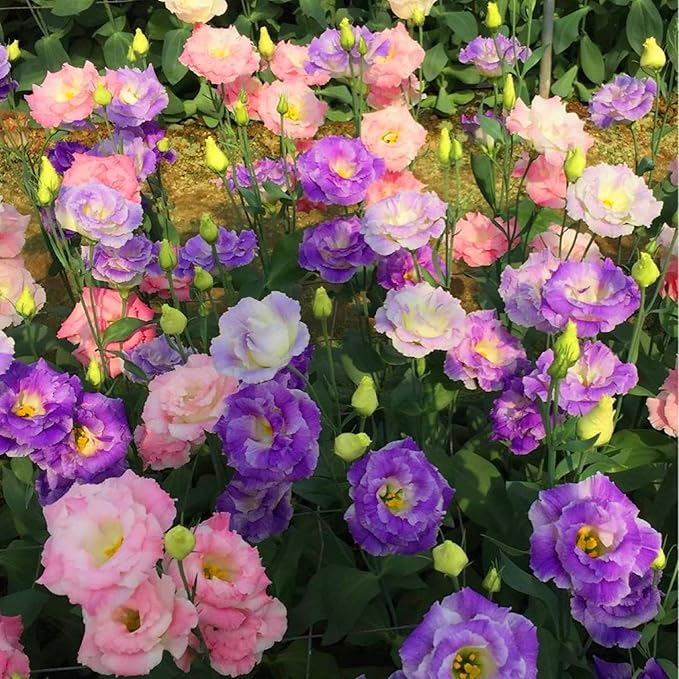 Mixed Lisianthus Seeds for Planting, 300pcs Perennial Lisianthus Flower Seeds, Non-GMO Eustoma Cut Flowers Beauty Home Garden Ornamental Plants for Outdoors Indoors