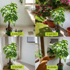 Live Money Tree Plant in 6 Inch Pot - Easy to Grow Air Purifying Live Plants Indoor Houseplants for Home Office Wedding Decorations & Birthday Gift (Heat Pack Included)