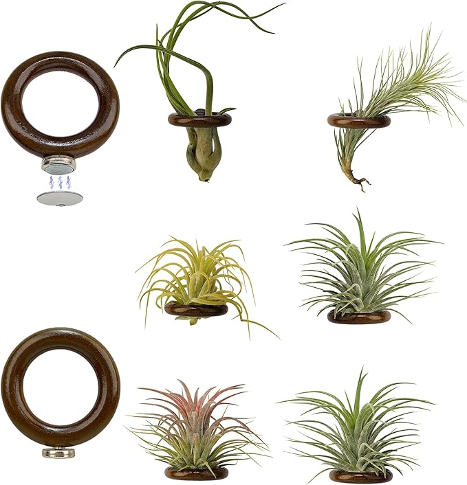 6 Pcs Air Plant Holder Magnet - Brown Small Air Plant Display Stand Air Plant Hanging Plant Wall Mount Holder Wooden for Live Tropical Plant Home Office Decoration Supplies (Plants Not Included)