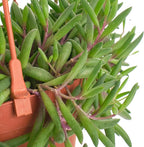Shop Succulents Ruby Necklace Hanging Succulent, Othonna Capensis, Fully Rooted Live 6" Succulent Plant with Hanger, Low Maintenance Indoor Plant, Trailing Succulents, Gift & Garden