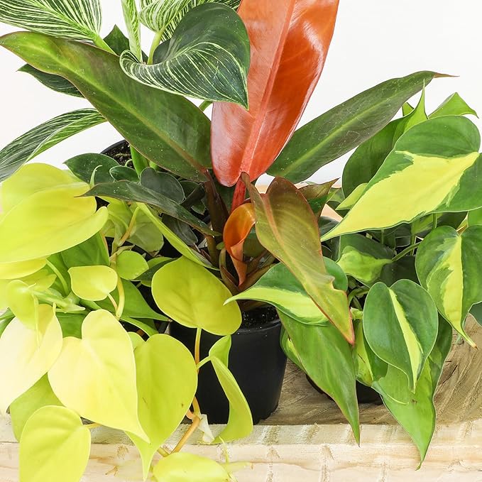 Live Philodendron Houseplants (3PK) Indoor Houseplant Philodendrons Mix Pack, Real Indoor Plants for Beginners, Rotating Assortment, Easy Plant Care