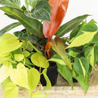 Live Philodendron Houseplants (3PK) Indoor Houseplant Philodendrons Mix Pack, Real Indoor Plants for Beginners, Rotating Assortment, Easy Plant Care