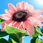 ZEshops 50PCS Iris Tectorum Rose Sunflower Seeds for Planting - Non-GMO Heirloom Variety - Pink Blooms for Your Flourishing Garden