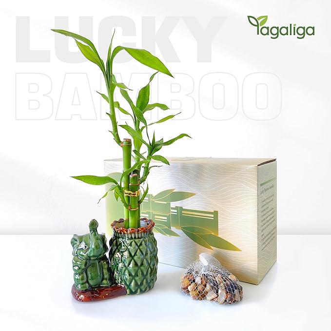 Lucky Bamboo 3-Stalk (2×6″ + 1×8″) Live Indoor Plant Set – Elephant & Pineapple Ceramic Pot with Pebble Bag