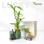 Lucky Bamboo 3-Stalk (2×6″ + 1×8″) Live Indoor Plant Set – Elephant & Pineapple Ceramic Pot with Pebble Bag