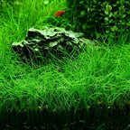 3 Pack Aquarium Plant S.e.e.d Set, not Artificial plasticl Plant. Real Grass Tank Decor Replacement for Resin or Plastic Grass N0：9527-12