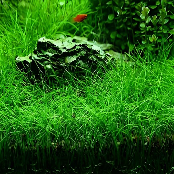 4 Pack Aquarium Plant S.e.e.d Set, not Artificial plasticl Plant. Real Grass Tank Decor Replacement for Resin or Plastic Grass N0：9527-11