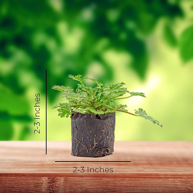 Live Citronella Geranium Plant Plugs (6-Pack), Pelargonium Citronella Scented Seedlings
