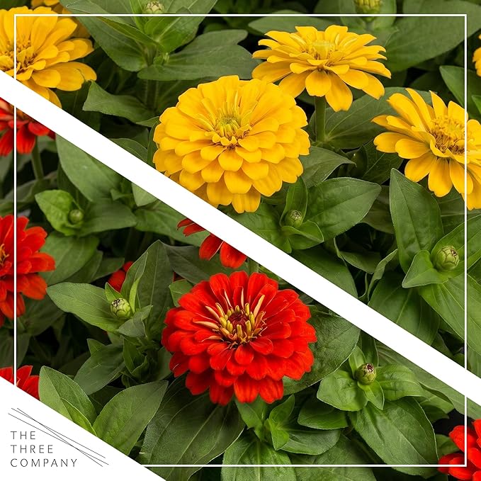 Live Zinnia 2-Pack – Assorted Colors, Flowering Annual, Beautiful Spring and Summer Blooms, 10" Tall by 5" Wide in 1 Qt Pot