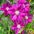 100+ Clematis Seeds for Planting - Rare Bloom Climbing Clematis Non-GMO, Heirloom Seeds Perennial Flower Garden Flower