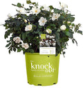 Knock Out 2 Gal. White Rose Shrub