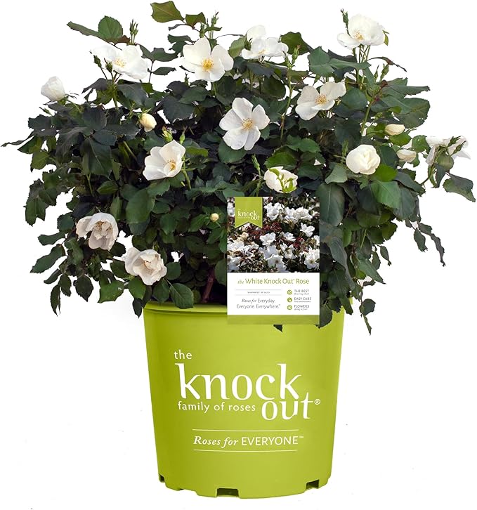 Knock Out 2 Gal. White Rose Shrub