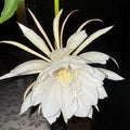 Organic Queen of The Night Live Plant Epiphyllum Oxypetalum Cutting with Roots 4"-8" in Length, Night Blooming Cereus, Princess of The Night in 4" Pot
