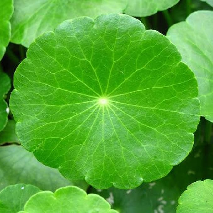 Chalily Pennywort, a Great Live Pond Plant for Your Water Garden. Filters The koi and Goldfish Pond. Good for Bogs, Plant Shelf or Shallow Water This marginal Aquatic is a Real Beauty