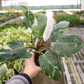 Philodendron White Princess Live Plant for Indoor | Different Houseplants in 4'' & 6'' Pot | Real House Plant for Living Room, Office, Desk & Bathroom | erubescens