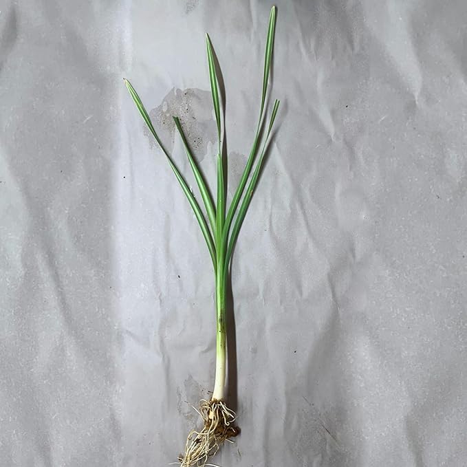 Chalily Variegated Cattail,a Great Live Pond Plant for Your Water Garden. Filters The koi and Goldfish Pond. Good for Bogs, Plant Shelf or Shallow Water This marginal Aquatic is a Real Beauty