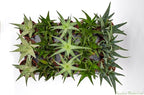 Live Aloe Succulents – Large Assorted 4-Inch Aloe Succulents – Fully Rooted Aloe Succulents (15)