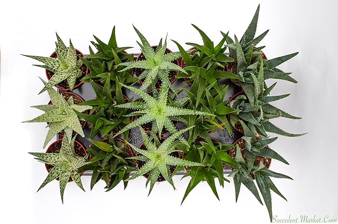 Live Aloe Succulents – Large Assorted 4-Inch Aloe Succulents – Fully Rooted Aloe Succulents (15)