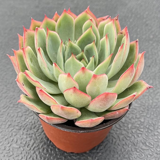 Sprout N Green Echeveria 'Yeon-Deung' in 4 inch Starter Pot, Rare Live Succulent Plant Fully Rooted in Planter with Soil, Home Office Indoor Outdoor Wedding Decoration DIY Projects Party Favor