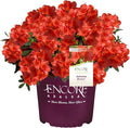 Encore Azalea Autumn Bravo Shrub, 1 Gal, Blazing Red
