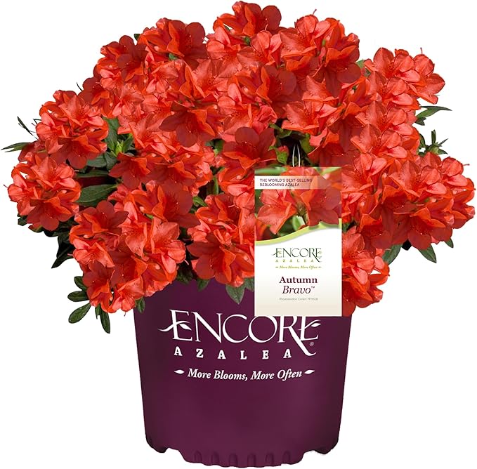2 Gallon Encore Azalea Autumn Bravo Azalea