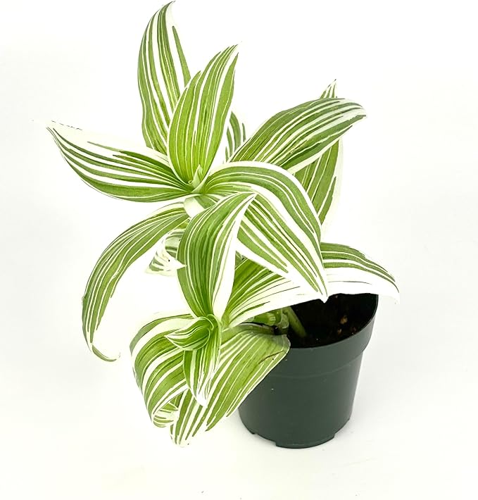 Tradescantia Pistachio White Plant Easy Care Air Purifying Houseplants, 3.5" Pot