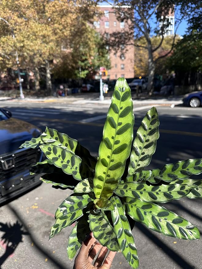 Calathea Lancifolia Rattlesnake Plant, Green with Purple Undersides, 4-6 Inch, Live Indoor Prayer Plant, Pet Safe, Low Light Tropical Houseplant