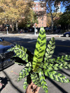 Calathea Lancifolia Rattlesnake Plant, Green with Purple Undersides, 4-6 Inch, Live Indoor Prayer Plant, Pet Safe, Low Light Tropical Houseplant