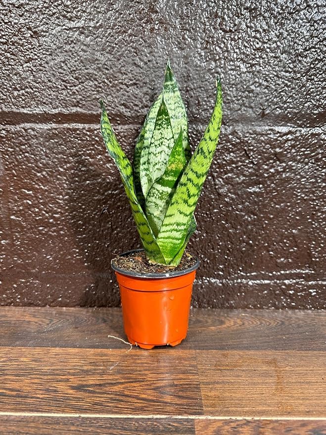 PLANTVERS Sansevieria Zeylanica Snake Plant in a 3 Inch Nursery Pot - Live Green Snake Plant - Mother-in-Law Tongue - Low Light Houseplant - Air Purifier Indoor Plant - Office Plant