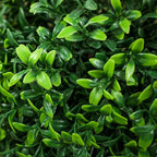 HOMCOM Artificial Plants Topiary Ball-Shaped Boxwood Trees in Pot Set of 2 Fake Plants for Home Indoor Outdoor Front Porch Decor, 36 Inch, Green