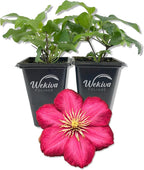 Clematis Ernest Markham - 2 Live Starter Plants in 2 Inch Pots - Starter Plants Ready for The Garden - Beautiful Maroon Flowering Vine
